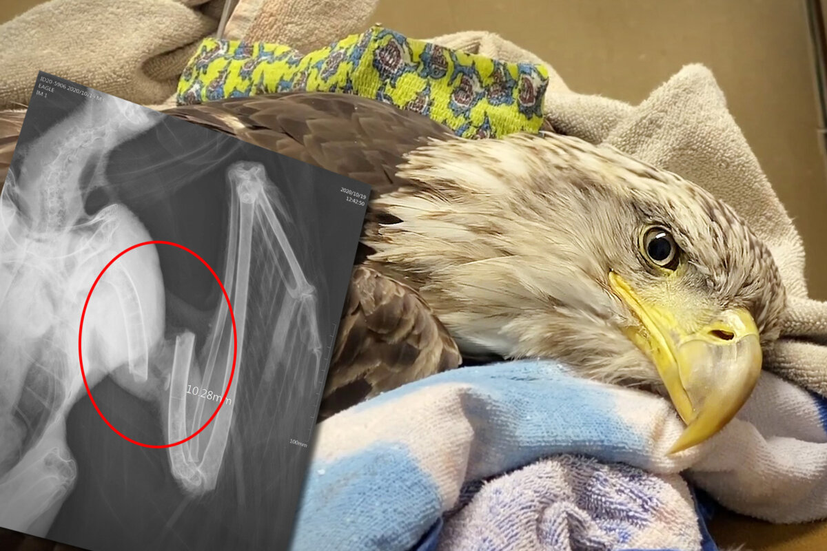Wolf the eagle receives veterinary care after being accidentally shot by hunters. (Courtesy of Josh Wood and Clifford Redford)