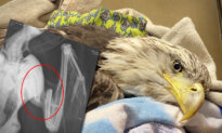 VIDEO: Set Free After Treatment, Bald Eagle Says ‘Thank You’ to Vet Who Saved Its Life