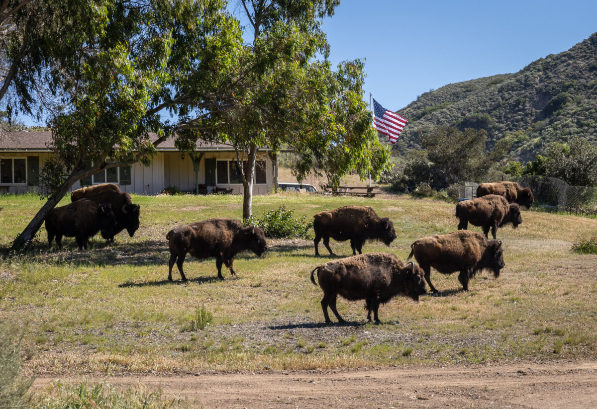 Bison roam the hills outside of Avalon, Calif., on March 18, 2026. (John Fredricks/The Epoch Times)