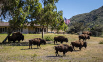 Pushing Bison Off the Land While Trying to Think Like Them