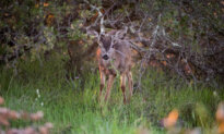 Plan to Cull All Deer on a California Island Is Dividing Conservationists