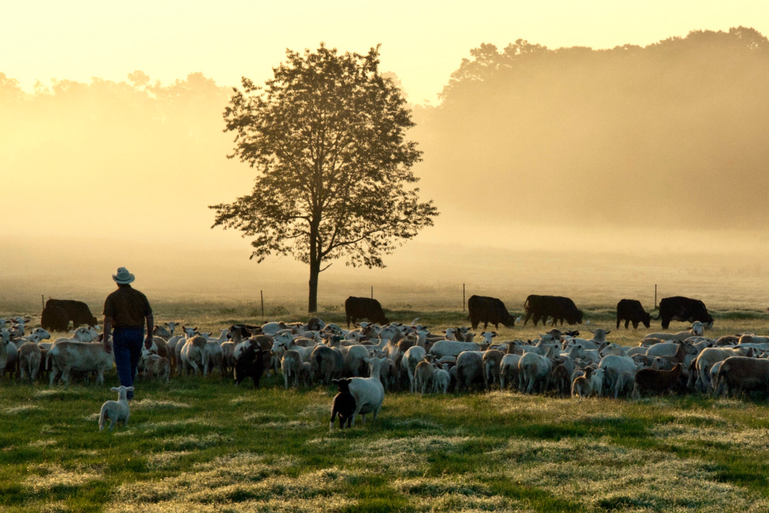 ‘Betting the Farm’ on Regenerative Agriculture Pays Off for White Oak Pastures