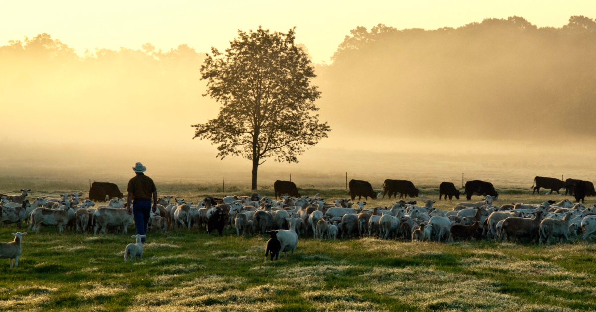 White Oak Pastures in Bluffton, Ga., is a regenerative farm that implements rotational grazing. (Courtesy of White Oak Pastures)