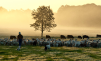 ‘Betting the Farm’ on Regenerative Agriculture Pays Off for White Oak Pastures