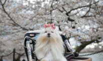 Are Pets Replacing Children?