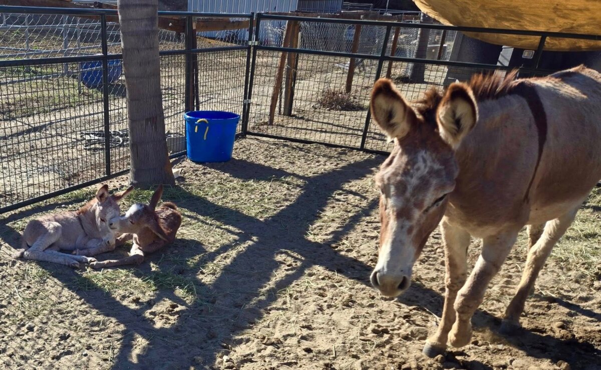 Wild burros at DonkeyLand Rescue (courtesy of DonkeyLand.org)