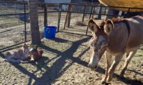 Mysterious Attacks on Wild Donkeys in California Prompt Calls for Answers