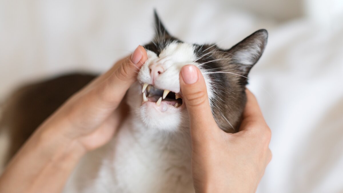 No one knows for sure why the odontoclasts attack adult teeth in cats, but certain risk factors are recognized. (Prostock-studio/Shutterstock)