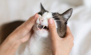 Painful Tooth Resorption Common in Cats