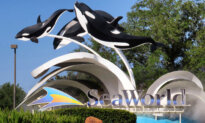 DOJ Sues SeaWorld’s Parent Company Over Ban on Wheeled Walkers at Their Parks