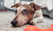Dog’s Red Eye Needs Immediate Care