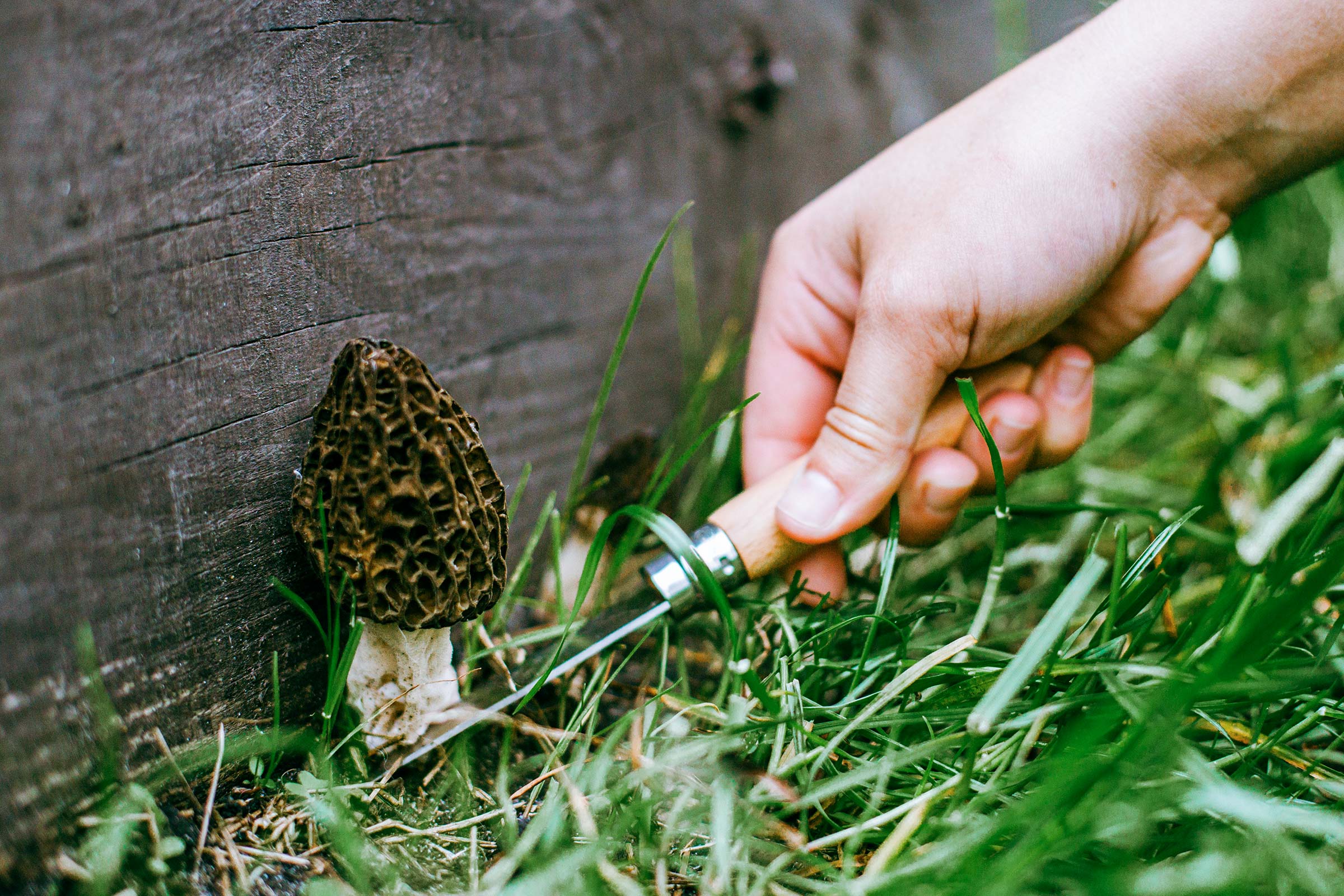 foraging wild edible plants safety guide urban berries mushrooms sustainable harvesting mental health nature connection