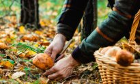 Foraging: Your Guide to Reconnecting With Nature