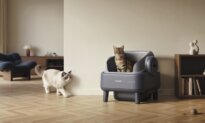 Beyond the Scoop: How Oneisall Is Redefining What a “Clean” Litter Box Really Means