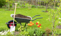 Fertilizer Fundamentals: A Lush Lawn and Blooming Garden Start Now