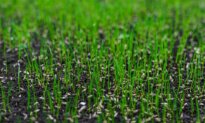 Lawns, Part 2: Installation