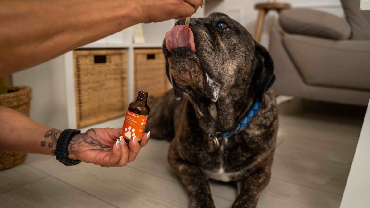 Dog Owners Choose PawPrint Protocol to Reverse Their Dog's Aging. (Source: PawPrint Protocol
)