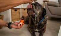 Your Dog’s Aging Isn’t Just ‘Old Age.’ This Breakthrough Longevity Formula Is Giving Dogs Their Youth Back