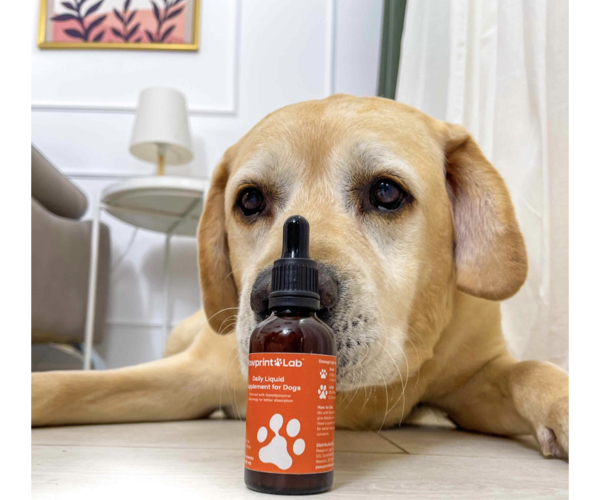 Dog Owners Choose PawPrint Protocol to Reverse Their Dog's Aging