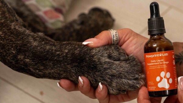 Dog Owners Choose PawPrint Protocol to Reverse Their Dog's Aging