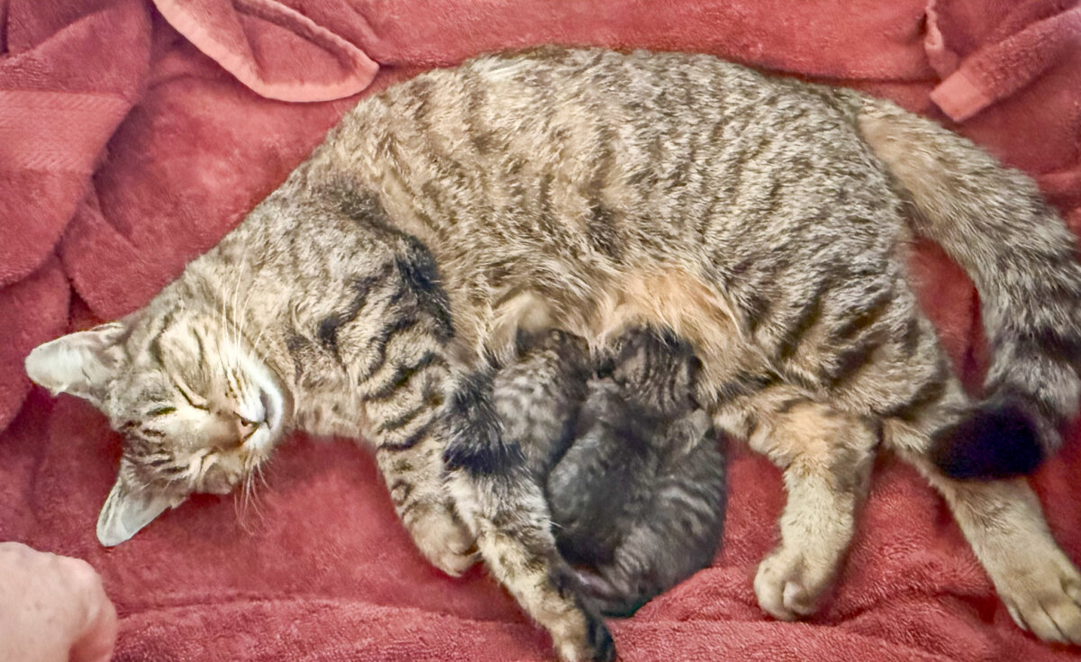 The injured mother cat nurses her litter at the ranch the night after giving birth. Within 24 hours, she would accept a stranger—a newborn pulled from a car engine—as her own. (Courtesy of Mollie Engelhart)