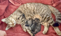 The Kitten in the Engine Didn’t Survive by Accident