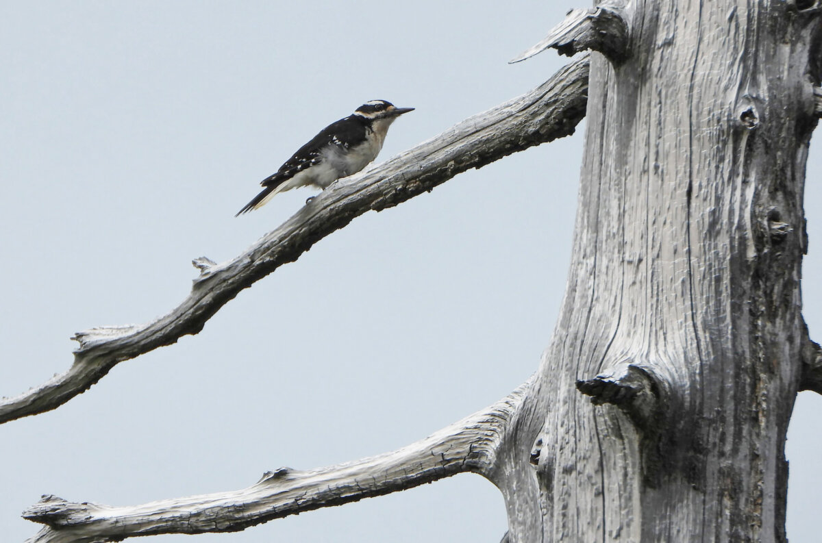 The hairy woodpecker is seen in this undated photo is one of only 14 species that saw genuine improvement in their status on British Columbia's list of threatened, special-concern and secure species. (The Canadian Press/Handout - Peter Thompson)