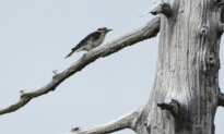 University Study Finds Few Improvements to At-risk Species in BC