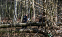 3 Killed as High Winds Topple a Tree on an Easter Egg Hunt in Germany