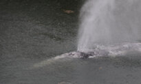 A Gray Whale That Swam 20 Miles up a Washington State River Is Found Dead