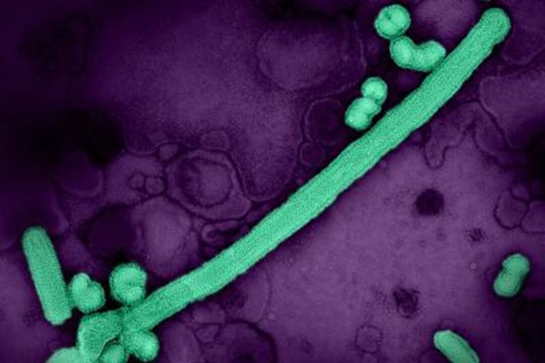 A colorized electron microscope image shows influenza A virus particles isolated from a patient sample and propogated in a cell culture. (National Institute of Allergy and Infectious Diseases via The Epoch Times)