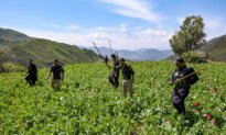 Day in Photos: Illegal Poppy Cultivation, Trump’s Update on Iran, and Morris Dancers
