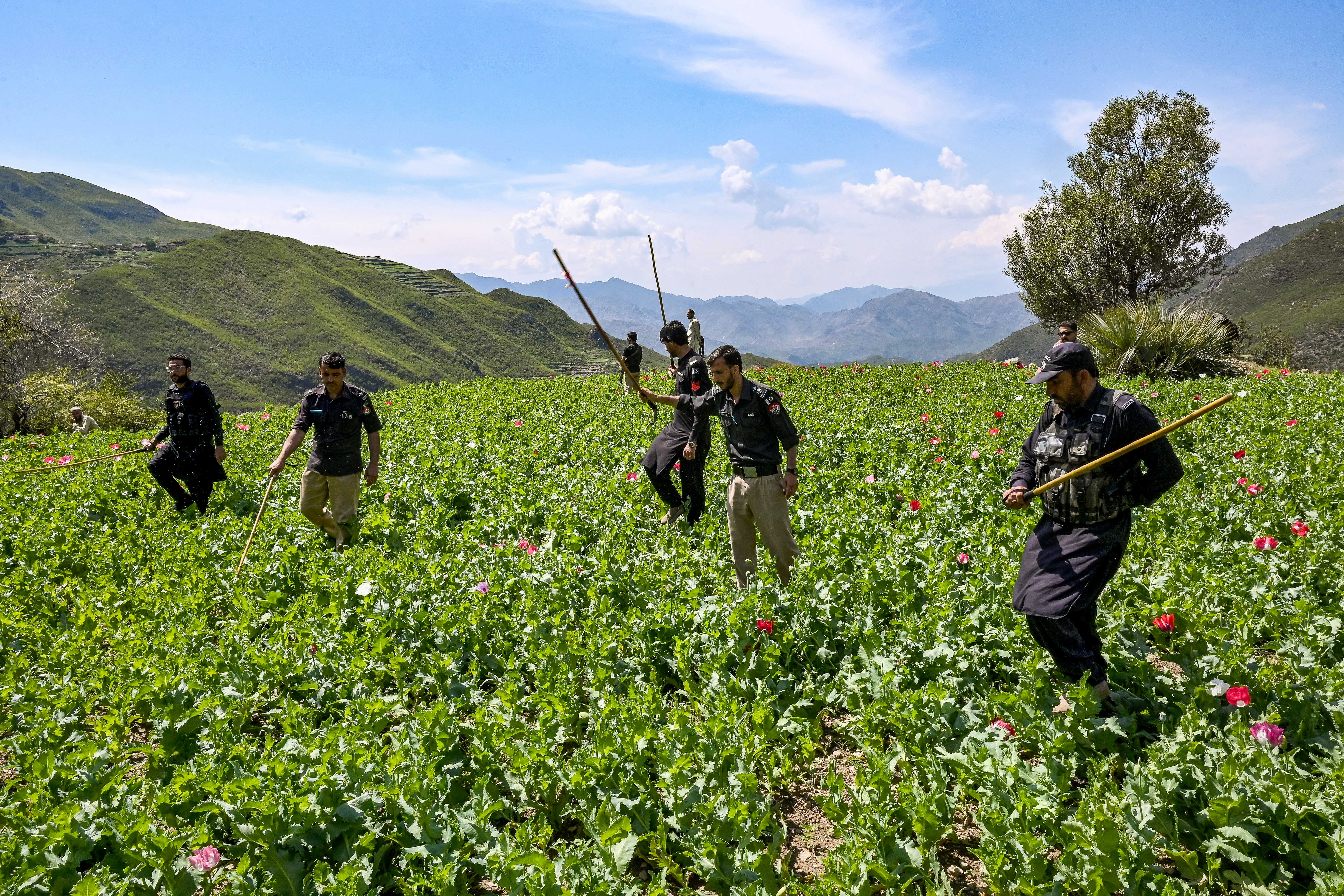 Day in Photos: Illegal Poppy Cultivation, Trump’s Update on Iran, and Morris Dancers