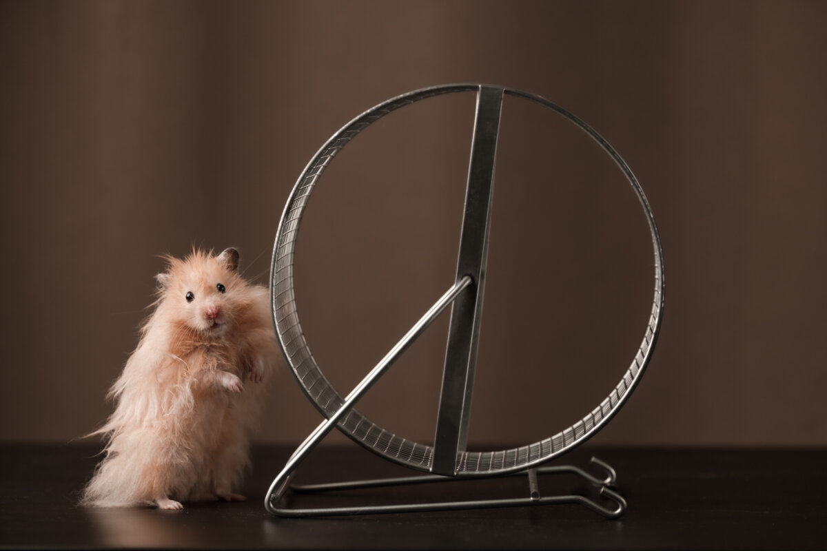 Hamsters prefer metal wheels to run on. (Tyler_D/Shutterstock)