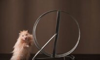 Hamsters Prefer Large, Metal Exercise Wheels