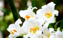 Buy an Easter Lily Now