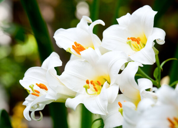 Buy an Easter Lily Now