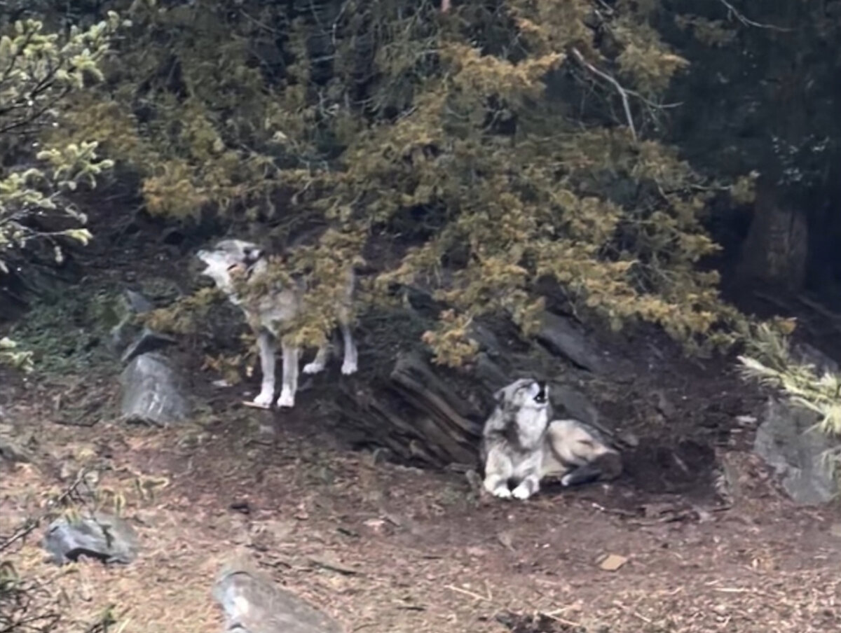 Two wolves inside an enclosure at ZooAmerica at Hersheypark, in Hershey, Pa., in a still from an undated video. (ZooAmerica via AP)