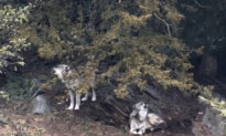 Parents Charged After Toddler Slips Into Wolf Area and Gets Hurt at Hersheypark Zoo