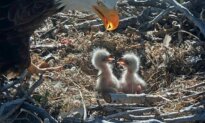 VIDEO: Nest Cam Shows Famed California Bald Eagle Pair’s Chicks Hatch, Delighting Thousands of Fans