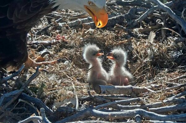VIDEO: Nest Cam Shows Famed California Bald Eagle Pair’s Chicks Hatch, Delighting Thousands of Fans