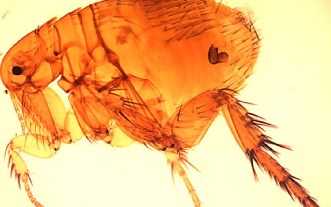 Flea-Borne Typhus Surges in Los Angeles: 4 Things to Know