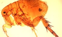 Flea-Borne Typhus Surges in Los Angeles: 4 Things to Know