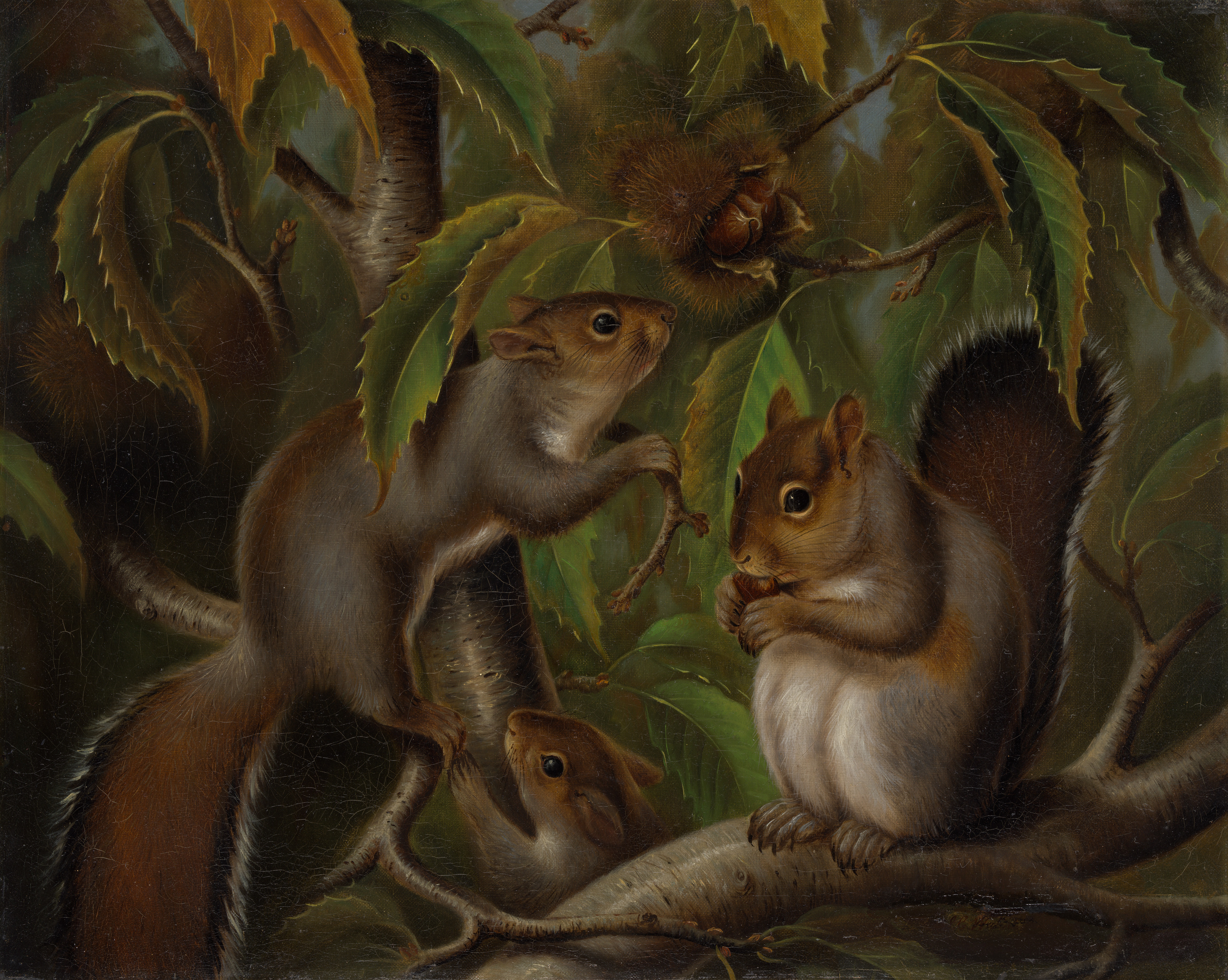 Squirrels in a Chestnut Tree