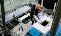 California Coast Opens to Commercial Salmon Fishing After 3-Year Pause