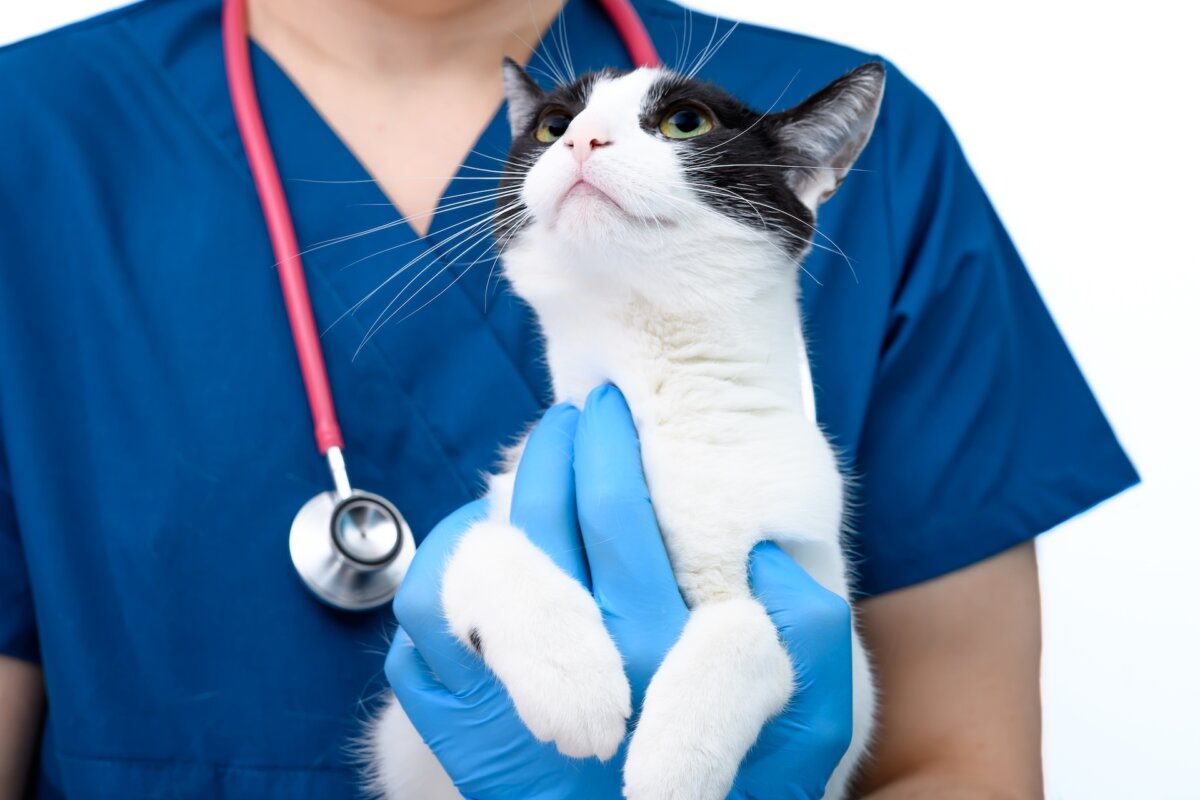It is safe to snuggle a cat who has cancer. (PawelKacperek/Shutterstock)