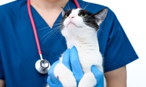 Cat’s Lymphoma Not Contagious