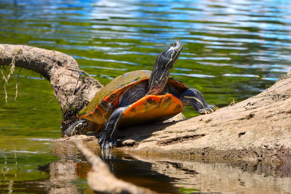 Red-bellied turtles are plant eaters. They will destroy all the plants in the pond. Some ponds that are only for fish have few plants, so they could be raised in this type of pond. (Wirestock Creators/Shutterstock)