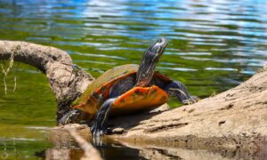 Pond Turtles and Dragonflies