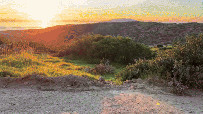 Plan to Cull All Deer on a California Island Is Dividing Conservationists